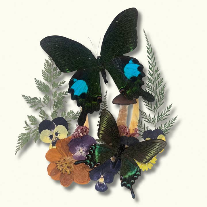 Instar Innovations - Wholesale Wall Accent - Papilio maackii, P. Paris 9x9x2 in Shadowbox Â