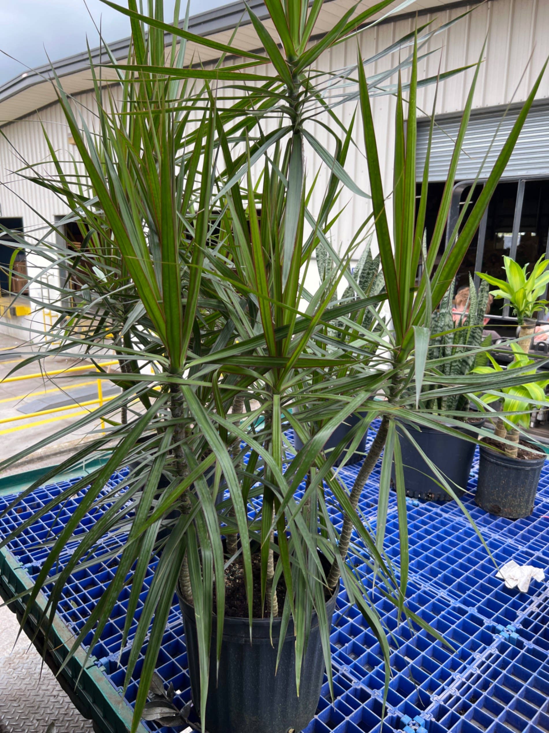 Triad Plants - Vente Plante - Dracaena Marginata de 12 pouces en quinconce0
