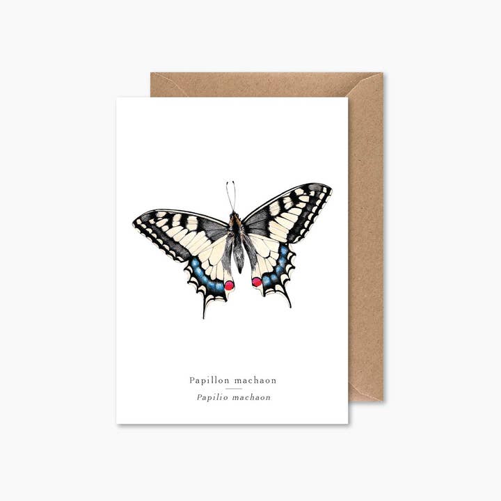 Papier Mirage - Wholesale Everyday Greeting Card - Swallowtail butterfly