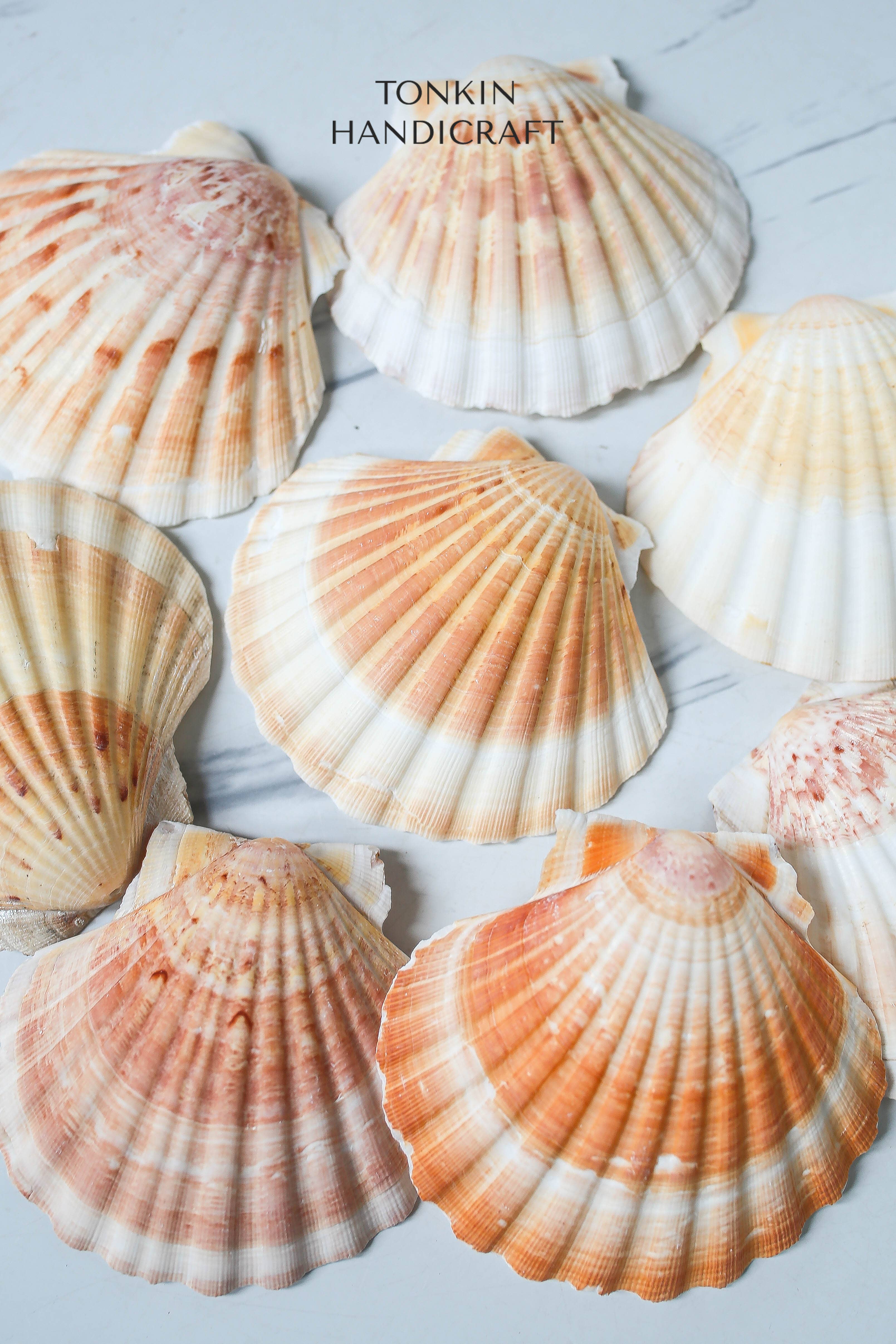 Tonkin Handicraft - Wholesale Decorative Tabletop Object - Bulk Large Reel Scallop Shells4