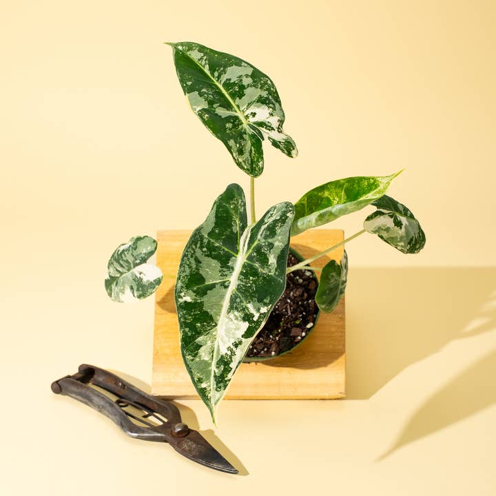 BWH Plant Co - Wholesale Live Plant - 4" Variegated Alocasia 'Frydek'