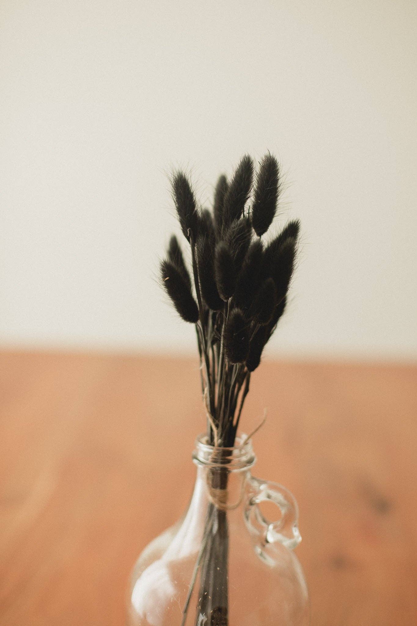 Eucalypt Co. - Venta al por mayor Flores secas/prensadas - Colas de conejo preservadas4