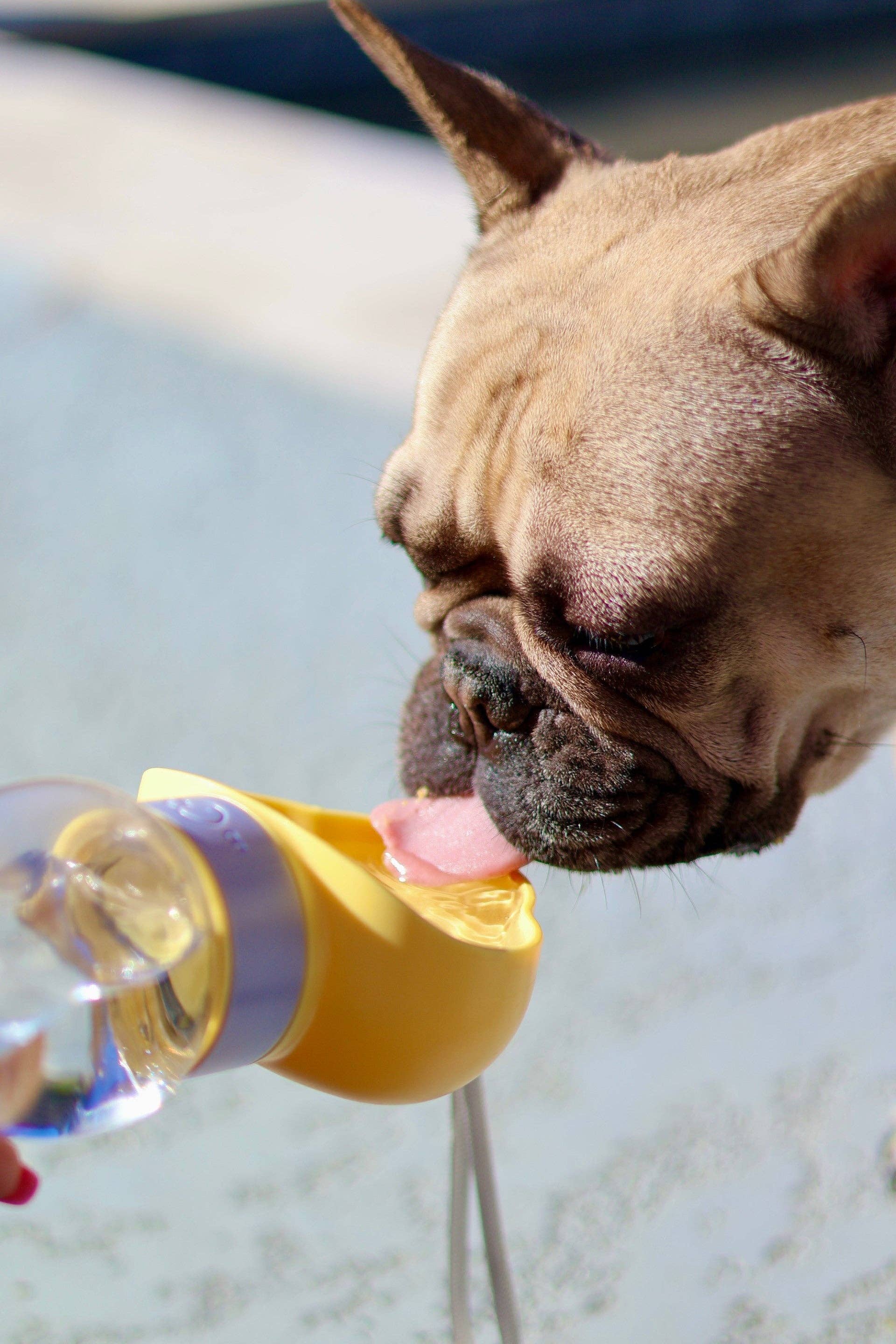 Mighty Pooch – wholesale Pet water bottle – Dog – Portable Water Dispenser7