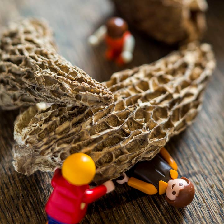 Superstories - Wholesale Chips - Morel - Supersec1