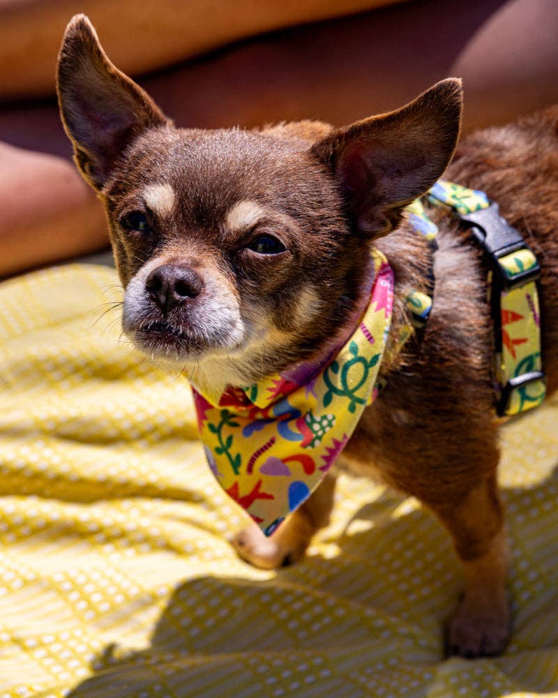 Hiro + Wolf – wholesale Pet bandana – Dog – Psychedelic Garden Dog Bandana5