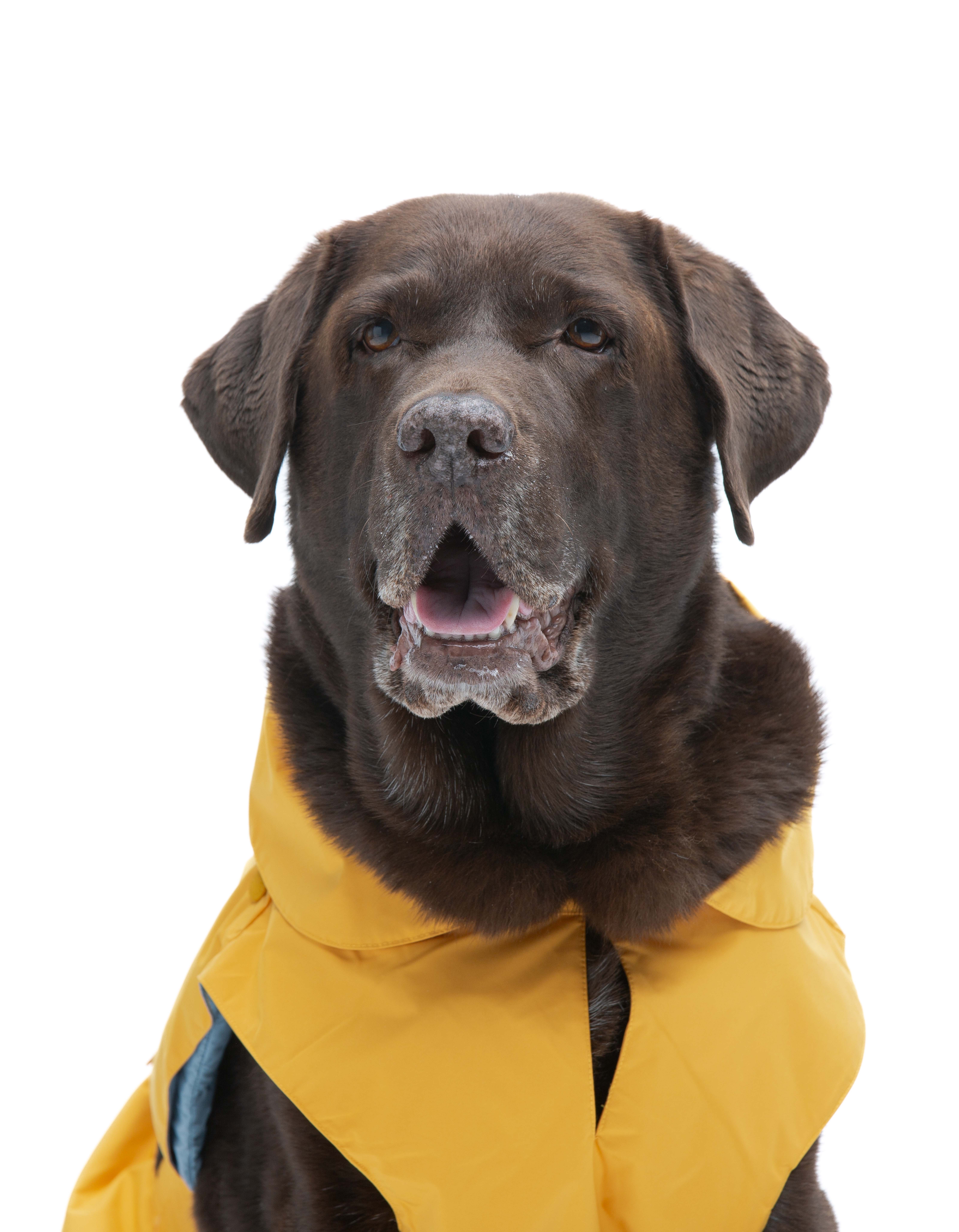 United Pets - Wholesale Pet Raincoat - Dog - Save the Duck x United Pets Yellow Dog Coat8