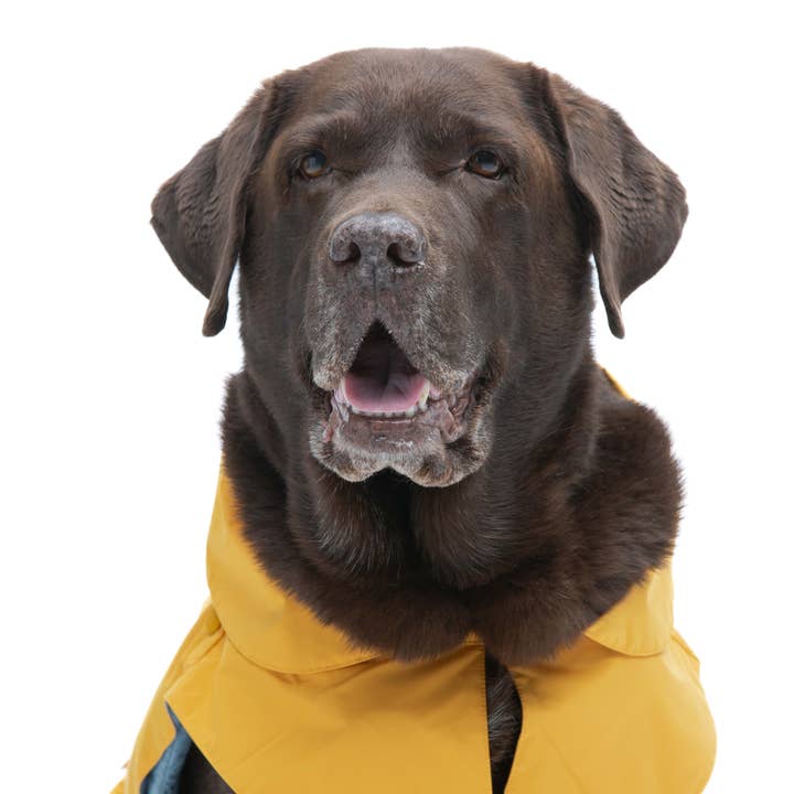 United Pets - Wholesale Pet Raincoat - Dog - Save the Duck x United Pets Yellow Dog Coat8