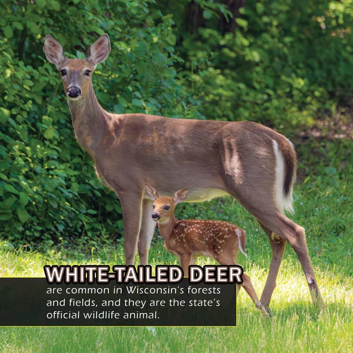 My Incredible World – Livro de natureza e atividades ao ar livre por atacado – Animais do Wisconsin! Um Livro de Imagens do Meu Mundo Incrível para Crianças2