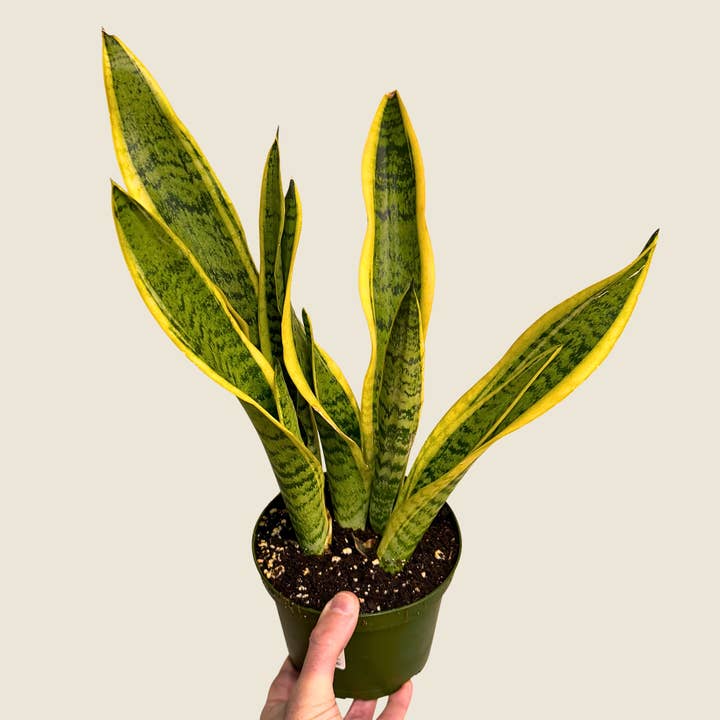 6" Sansevieria Laurentii for wholesale by The Greenhouse Wholesale
