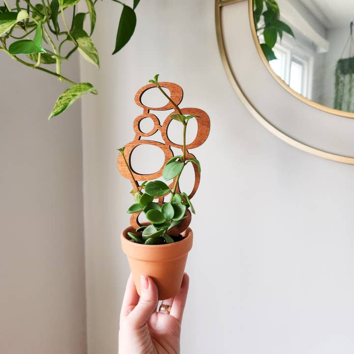 Leaf & Node - Wholesale Trellis - MCM Style Wood Indoor Plant Trellis (Circles - 2 Sizes)