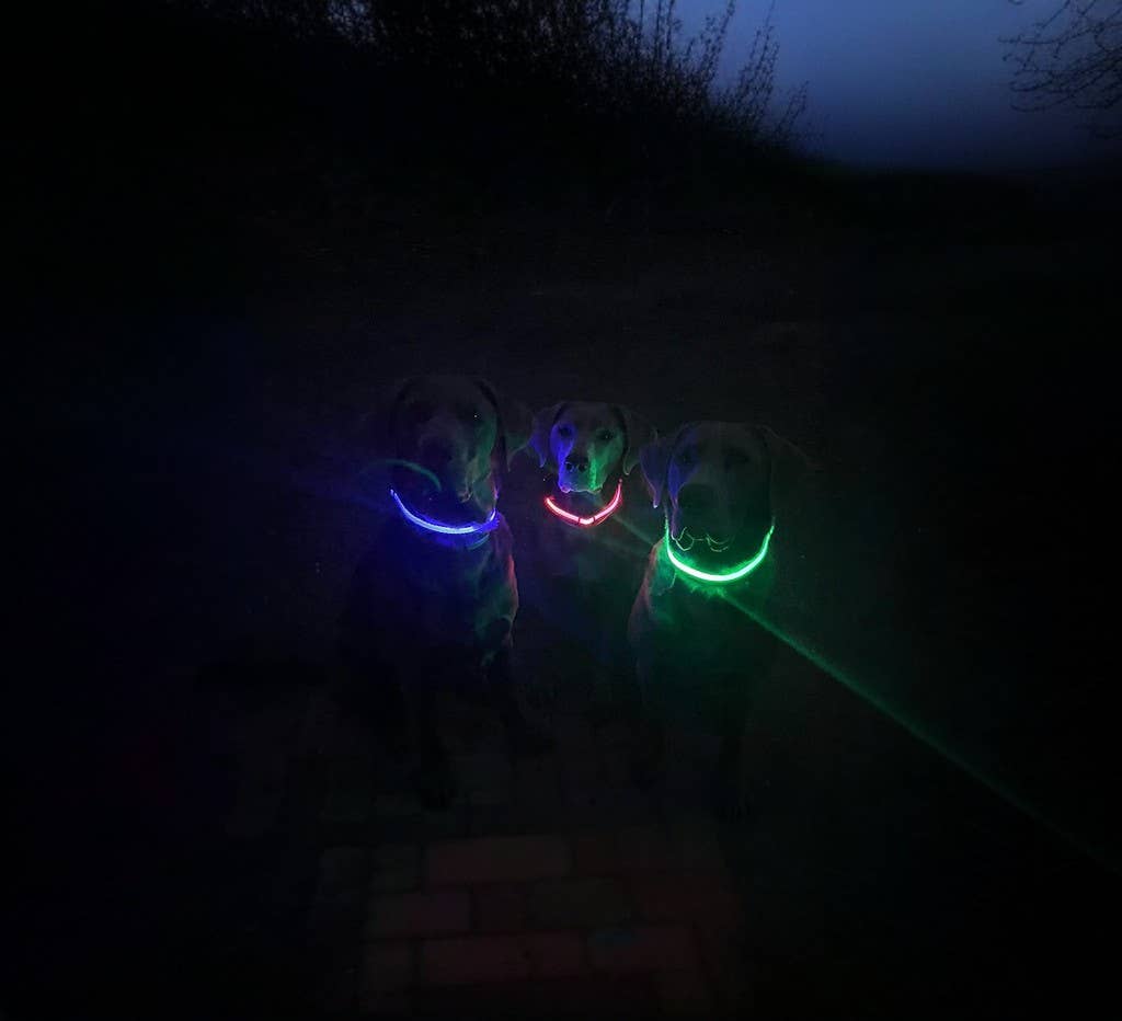 Puppy LED - Vendita all'ingrosso Collare - Cani - Collare per cani LED ricaricabile USB ad alta visibilità12