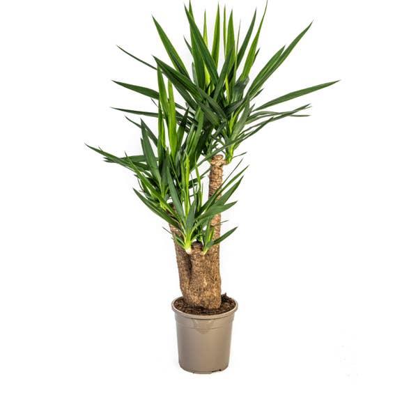Yuca pie de elefante - Yucca Elephantipes - Planta de interior - Ø24cm - ↕90-100cm - Fácil de cuidar y robusta - Purificadora de aire para venta al por mayor de Oasis of Life