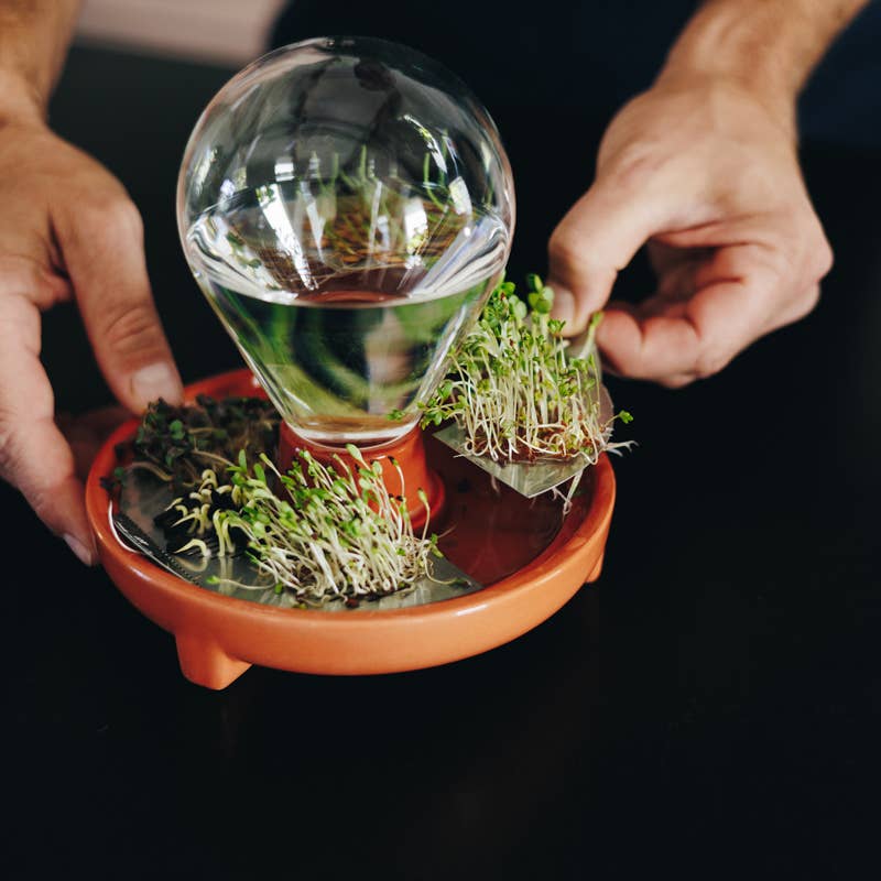 House Of Thol - Wholesale Kitchen Tool/Gadget - PATELLA CRESCENDA - Microgreen sprouting kit 6