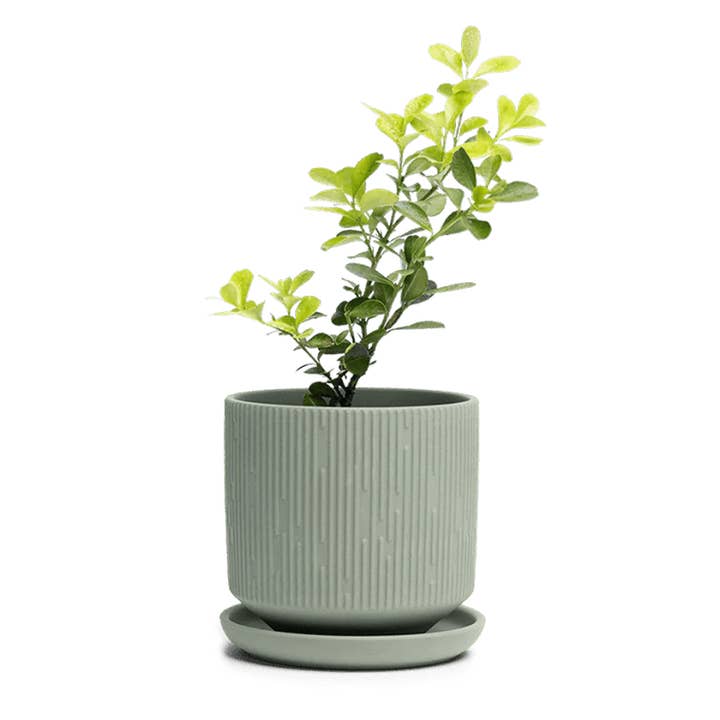 Virago Olive Pot And Saucer 48pc Kit - Medium for wholesale by Chive