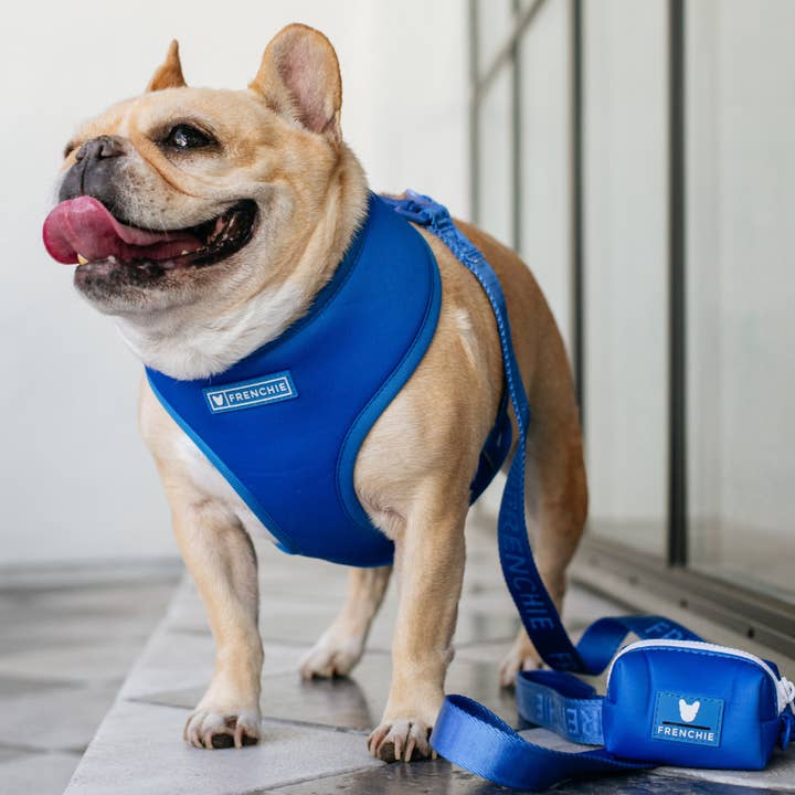 Frenchie - Wholesale Pet Harness - Dog - Frenchie Duo Reversible Harness - Royal Blue1