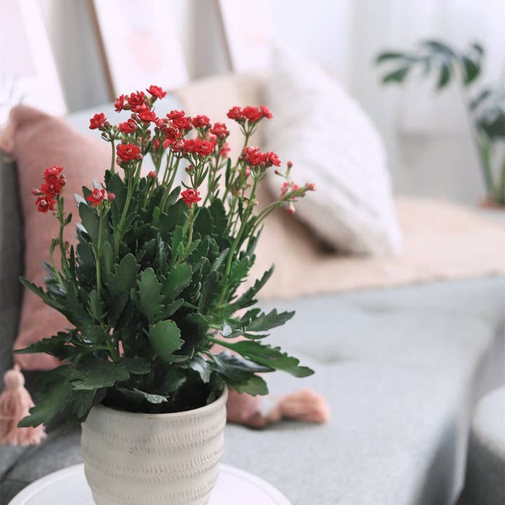 Best Plant Friend - Wholesale Live Plant - Kalanchoe blossfeldiana 'Calandiva Red' in 2"/4.5"/6" Pot