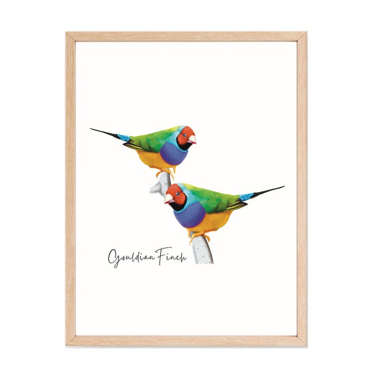 Taylor Hill Scarves & Co - Wholesale Poster - Gouldian Finch Australian Flora and Fauna Poster
