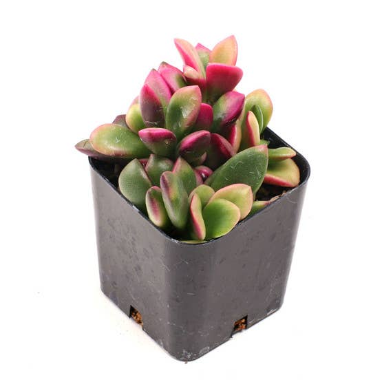 Mountain Crest Gardens - Wholesale Succulent - Pink & Purple & Red Succulent 12-Pack (6 Varieties, 2" Pots)2