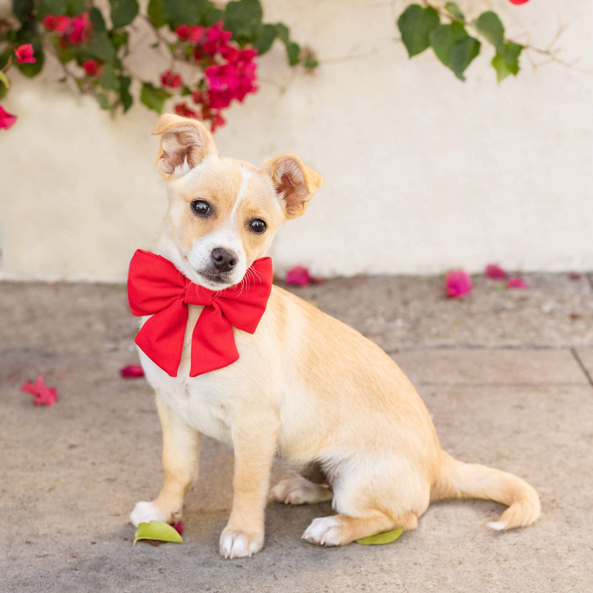 The Foggy Dog - Vendita all'ingrosso Papillon - Cani - Fiocco per Cani Ruby Lady3