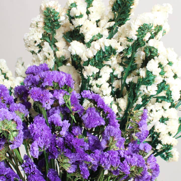 Roxanne's Dried Flowers - Wholesale Dried/Pressed Flowers - Sinuata Statice - Preserved2