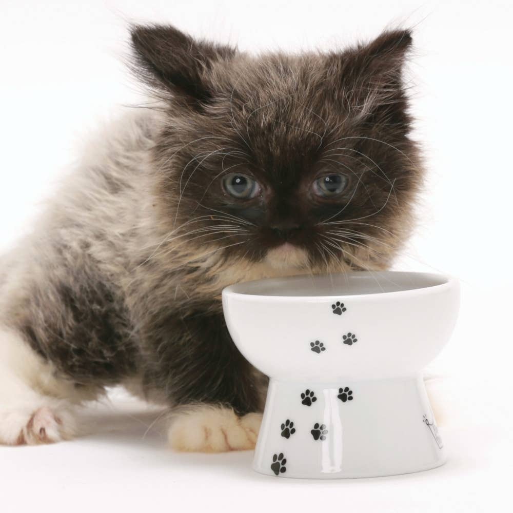 MOON-X USA, INC. - Vendita all'ingrosso Ciotola - Cani e gatti - Ciotola rialzata per alimenti per gatti (gatto4