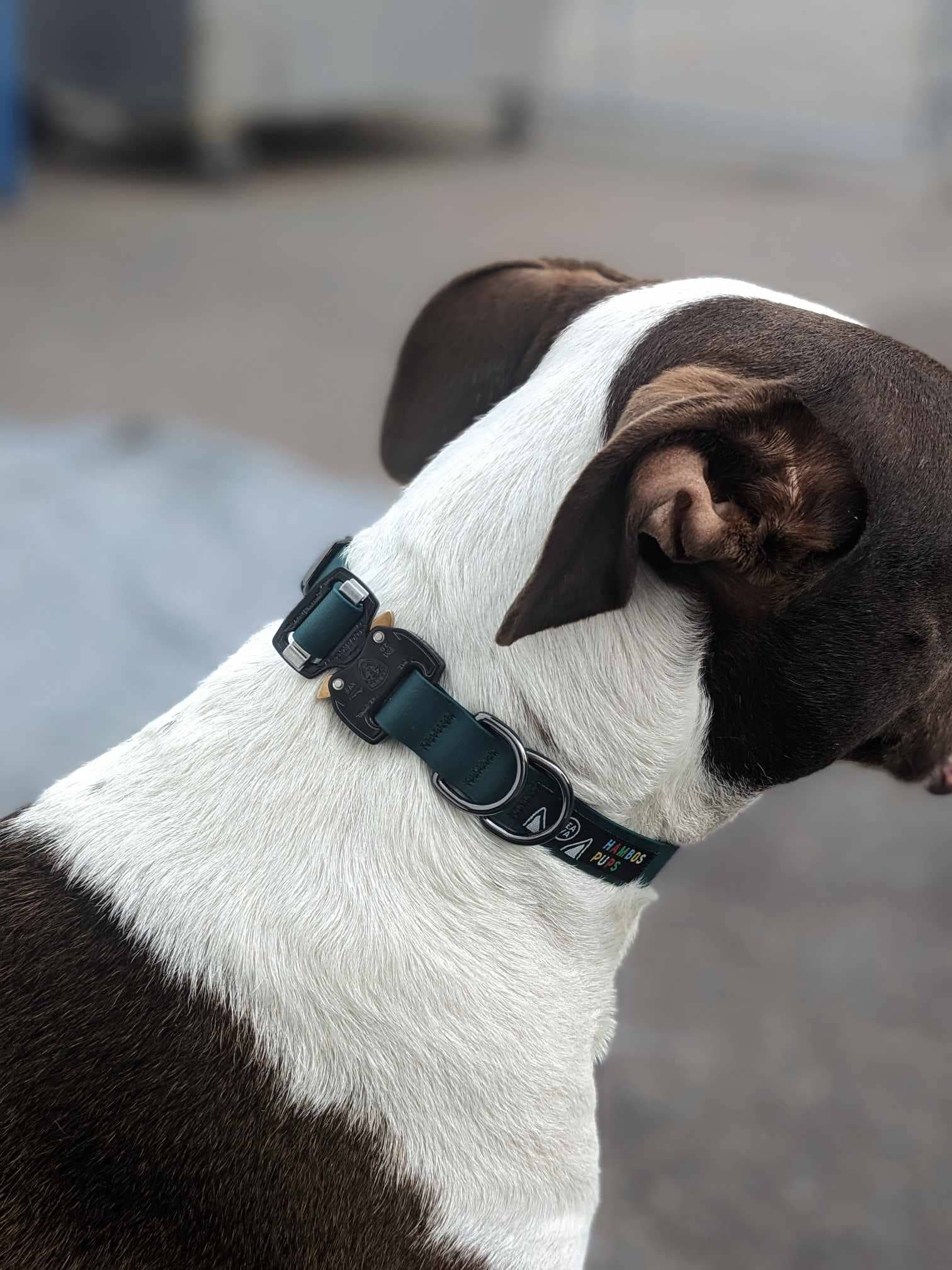 Hambos Pups - Wholesale Pet Collar - Dog - PNW Dry Collar Cobra Buckle3