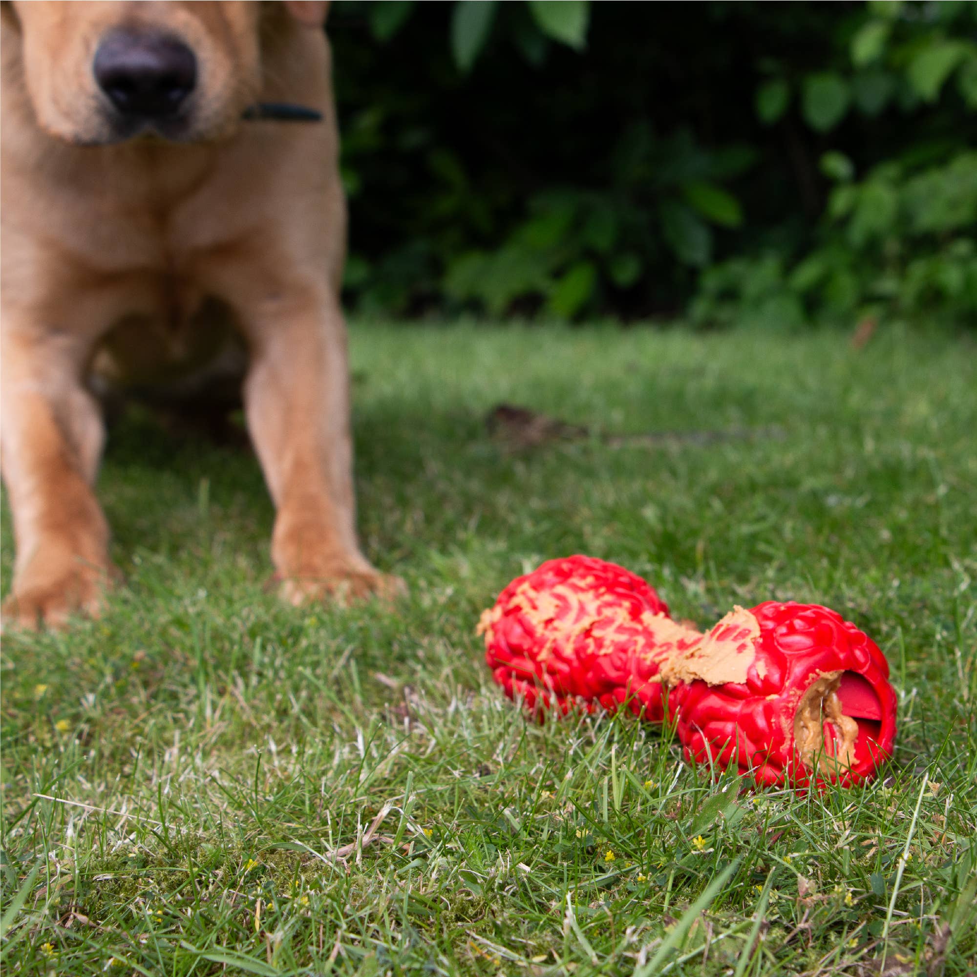 Ancol Pet Products Ltd - Wholesale Speeltje - Hond - ÖRVA Tuff Stuff Brain Treat Dumbell4