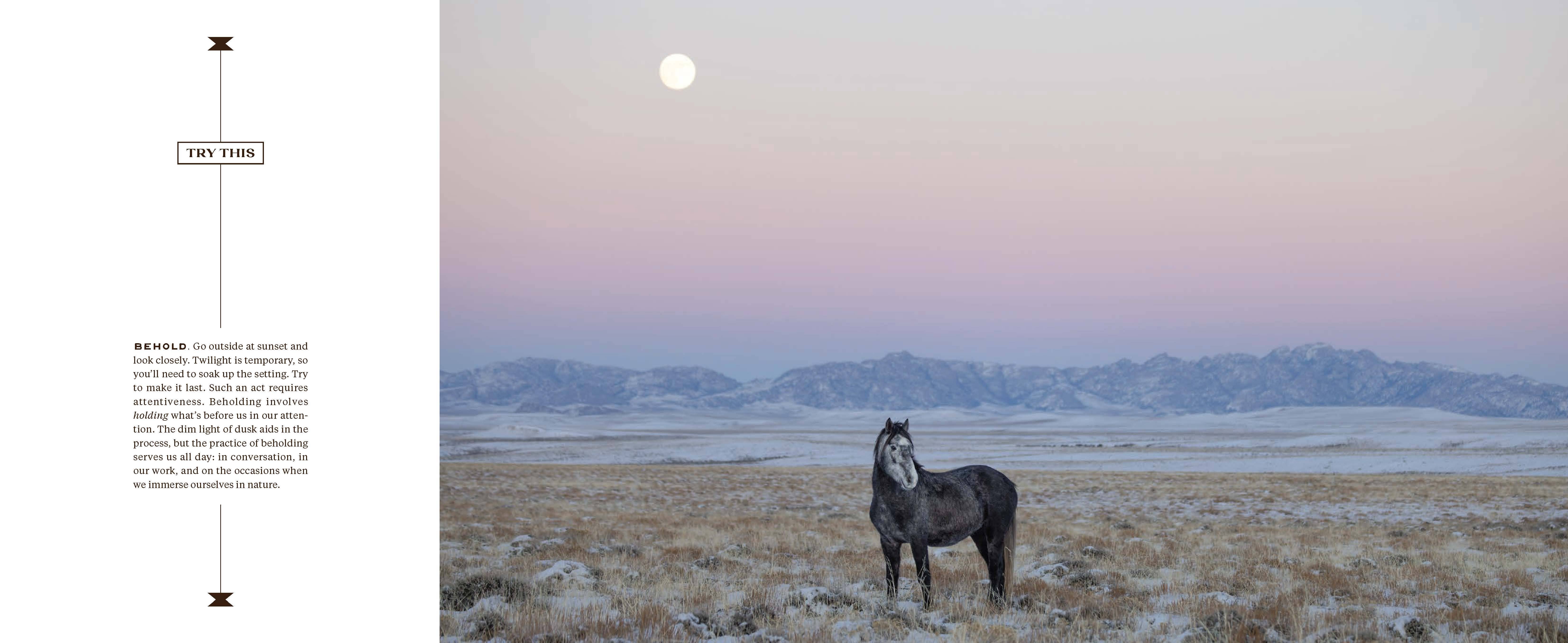 Chronicle Books - Wholesale Nature & Outdoors - Wild Horse Effect5