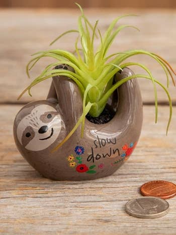 Critter Succulent Grey Sloth for wholesale by Care & Share Giftware