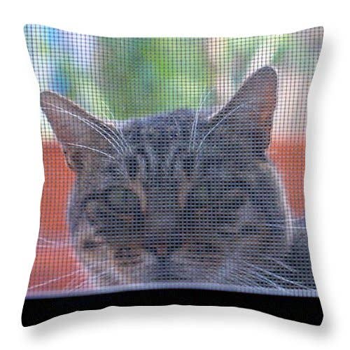 CUSCINO "THE SUDDEN CAT" per la vendita all'ingrosso da parte di sorayadapuzzostore