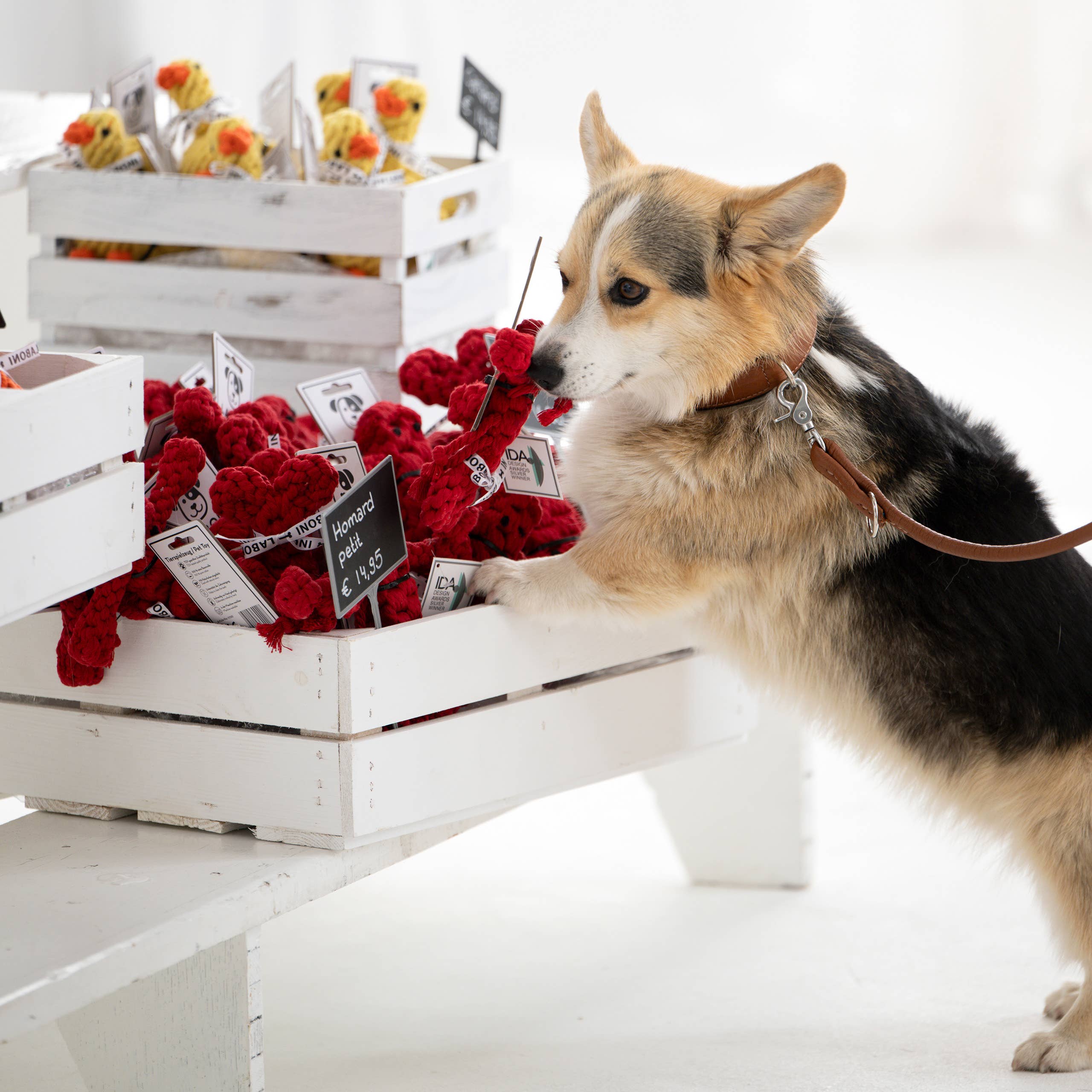 LABONI - Volentis GmbH - Vendita all'ingrosso Giocattolo di corda - Cani - Hugo Hummer1