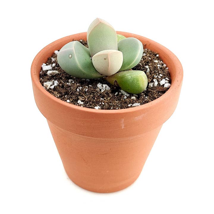 Best Plant Friend - Wholesale Succulent - Karoo Rose Lapidaria Margaretae - Live Succulents 2 in Pot