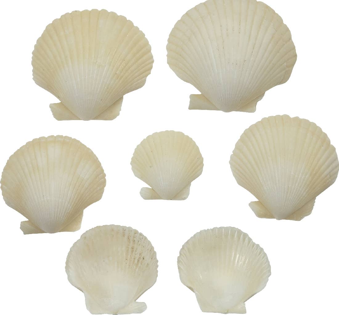HS Seashells - Wholesale Decorative Tabletop Object - Pixie Cup Scallop Antique White 1.25-2.25 Deep (Kilo)0