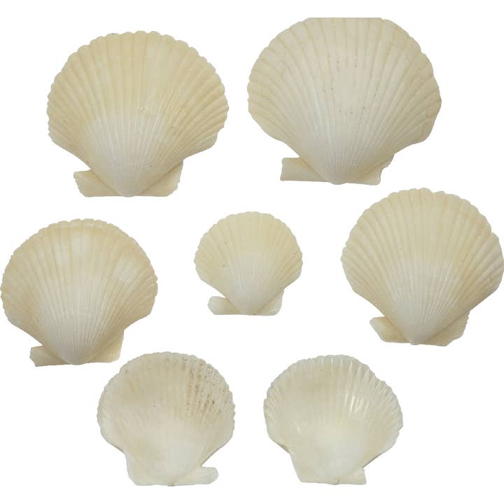 Pixie Cup Scallop Antique White 1.25-2.25 Deep (Kilo) for wholesale by HS Seashells