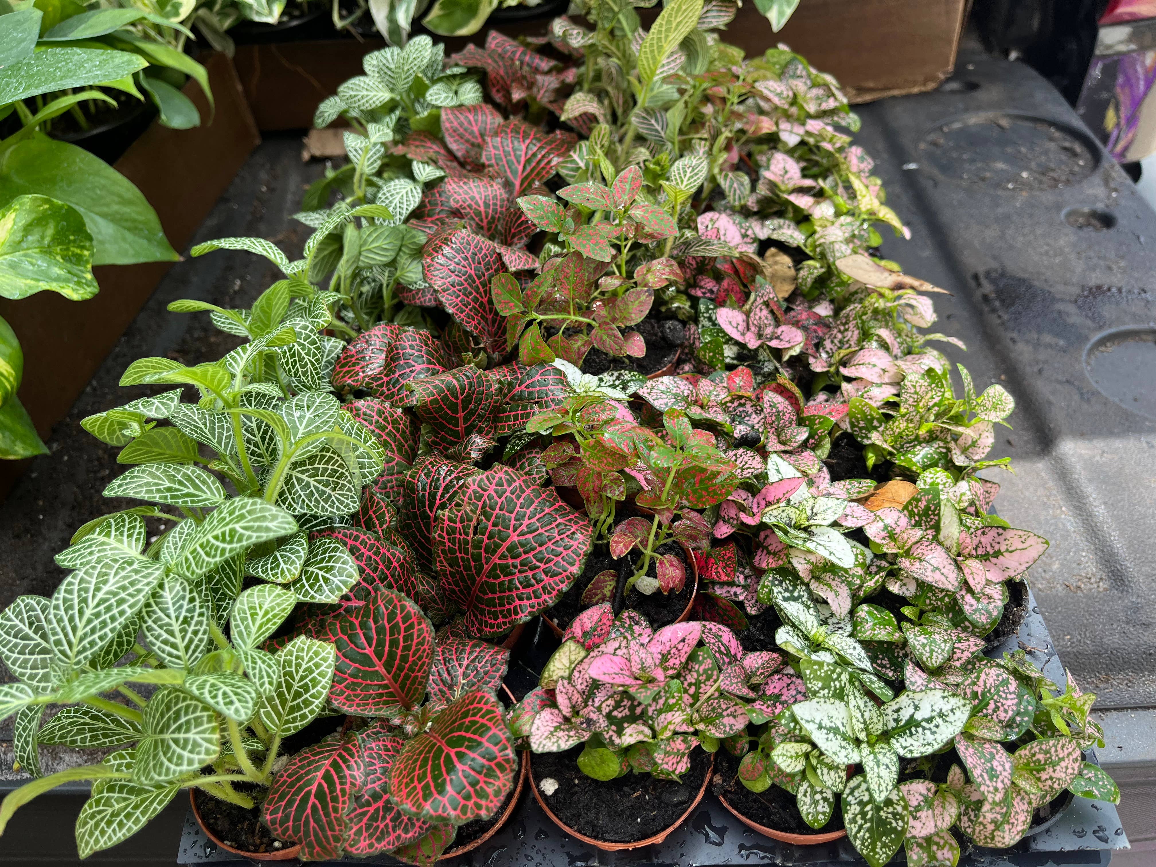 Succulents & Such, Inc. - Wholesale Live Plant -  	2" Potted Hypoestes & Fittonia Assortment0