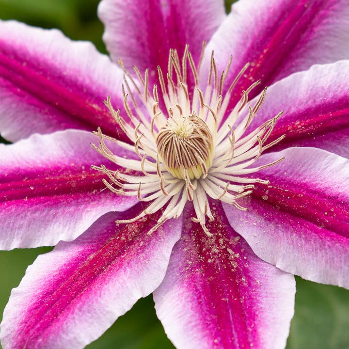 Clematis, Matted Photograph for wholesale by Wren