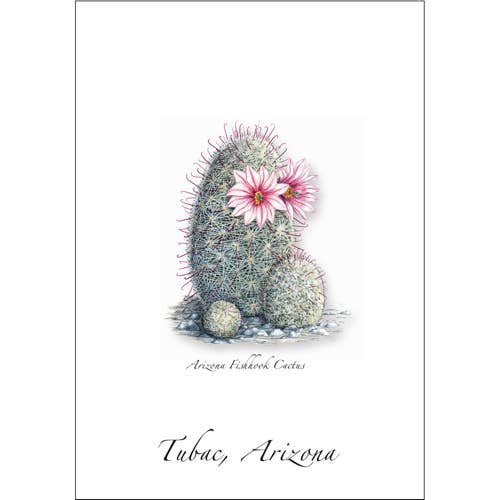 Arizona Fishhook Cactus for wholesale by Earth Sky + Water