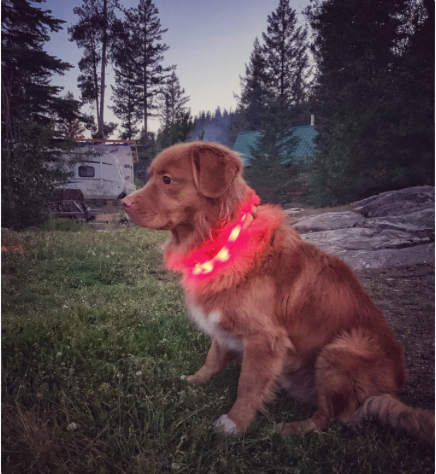 Rocky Mountain Dog – coleira - Cão por atacado – Colar de segurança para cães LED2