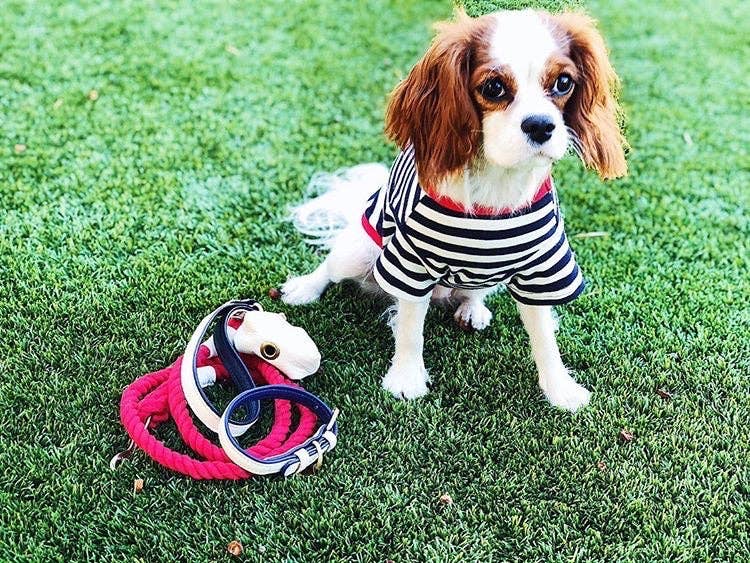 PoisePup – wholesale Halsband - Hund – KRAGE - VARM MARIN9