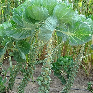 The Rike - Wholesale Plant Seeds - 1000 Long Island Brussels Sprouts Seeds for Planting - Churchil Catskill Cabbage Seeds Non-GMO Vegetable Seeds Garden Plants - high germinated - Heirloom2
