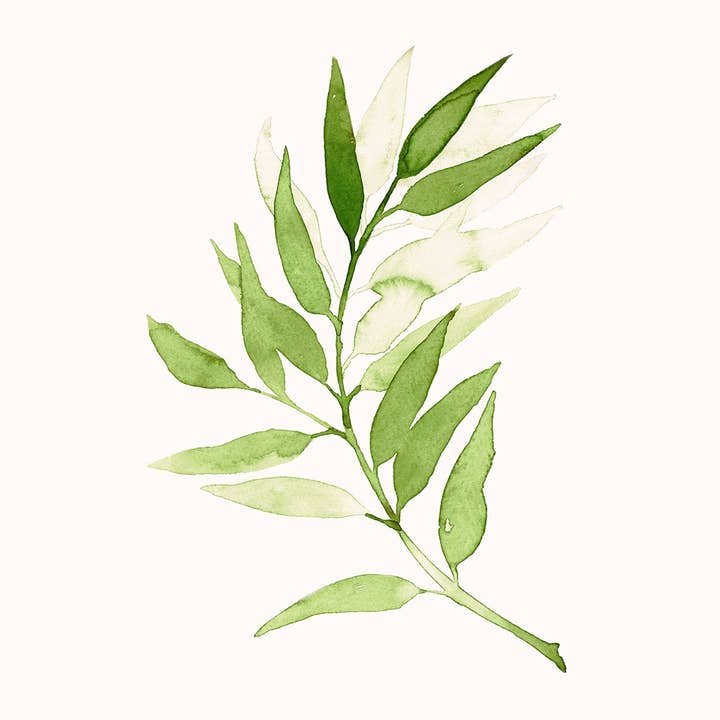 Alba Moreno Illustration - Wholesale Art Print - Rama Verde print4