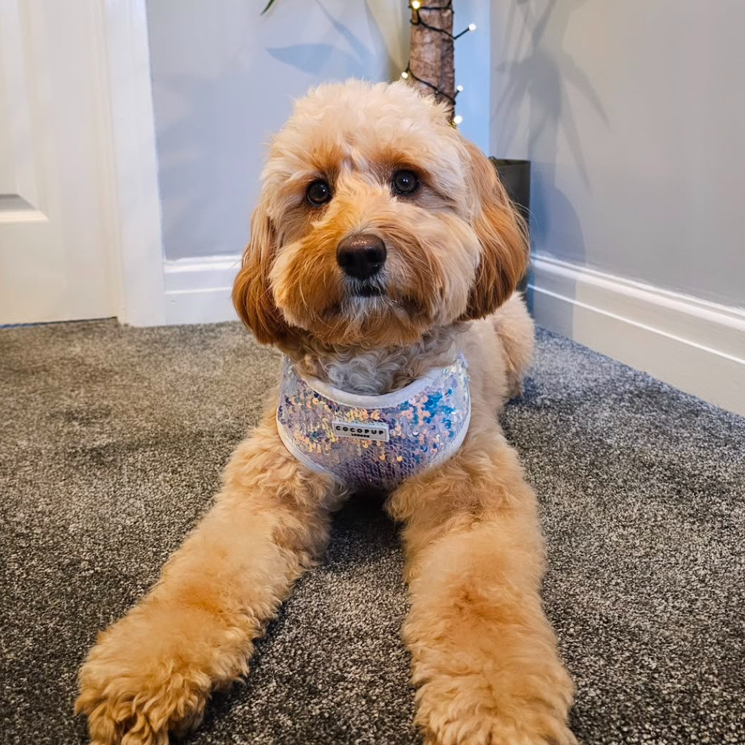 Cocopup London - Vendita all'ingrosso Pettorina - Cani - Imbracatura LUXE Party con Paillettes Olografiche23