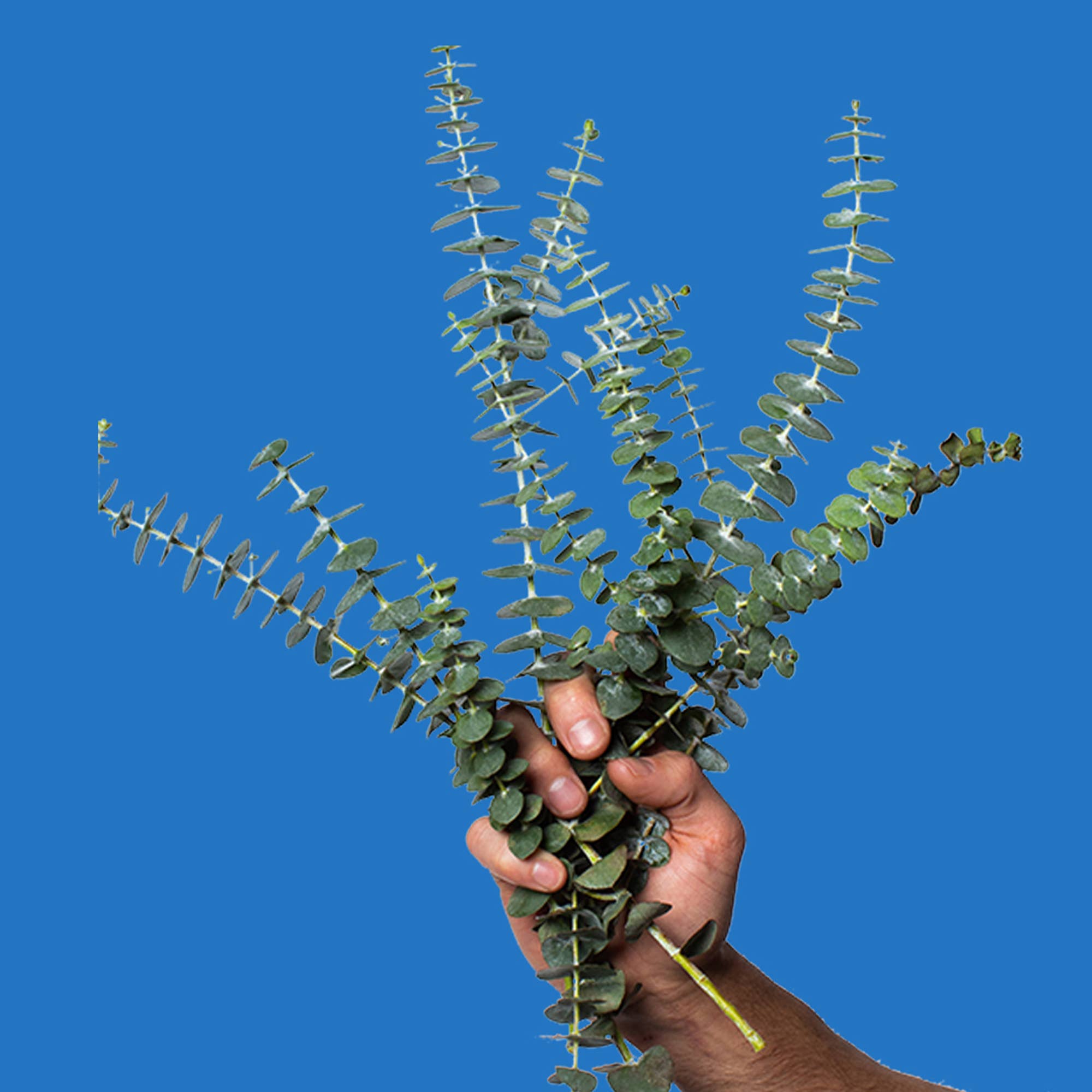 ~Pourri - Wholesale Toilet Spray - Poo~Pourri Royal Flush 10mL Travel Size1