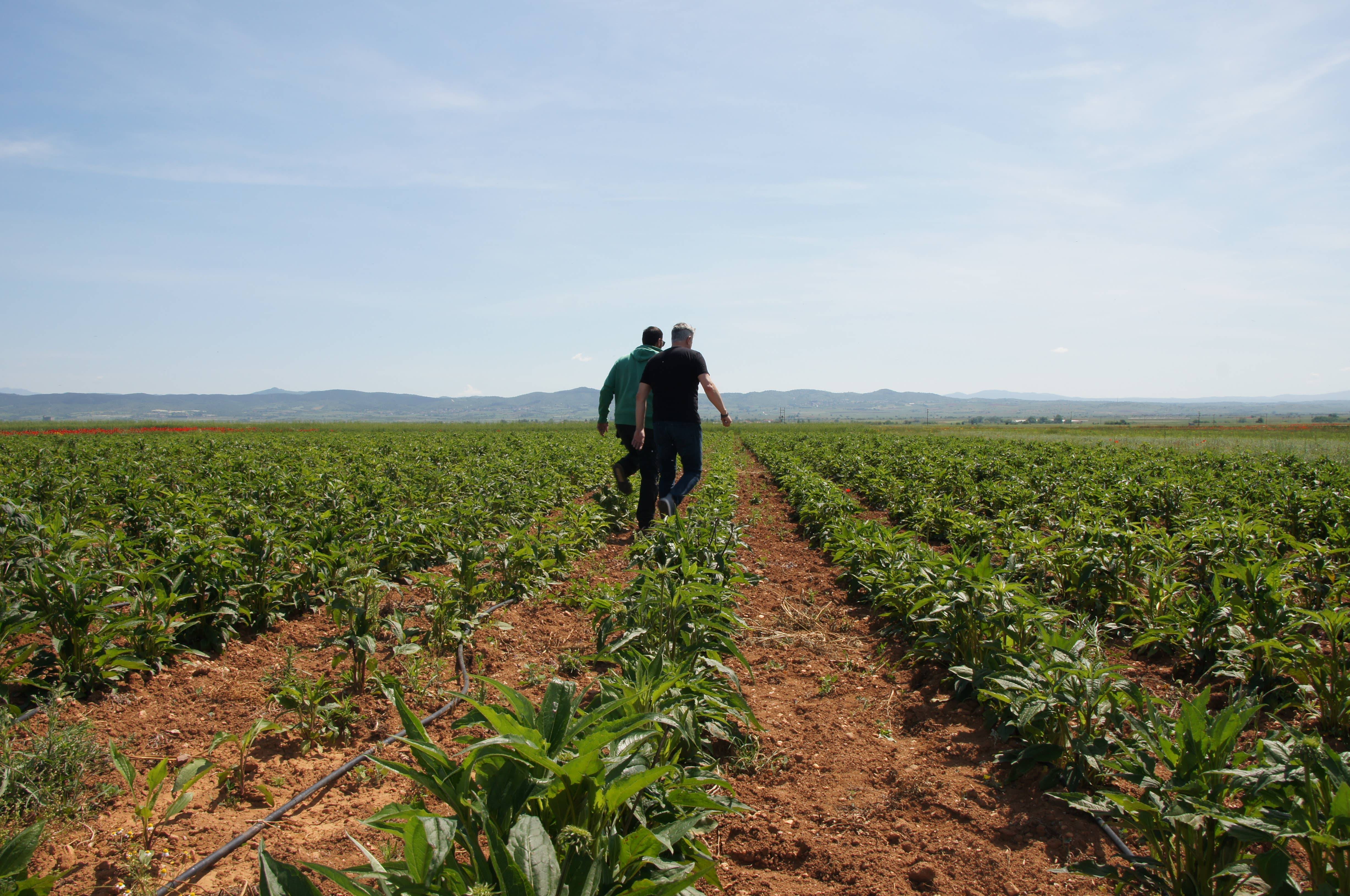 SEVEN SENSES ORGANIC - Wholesale Loose Tea - Premium Ladybug Tea Blend - Helichrysum tea benefits3