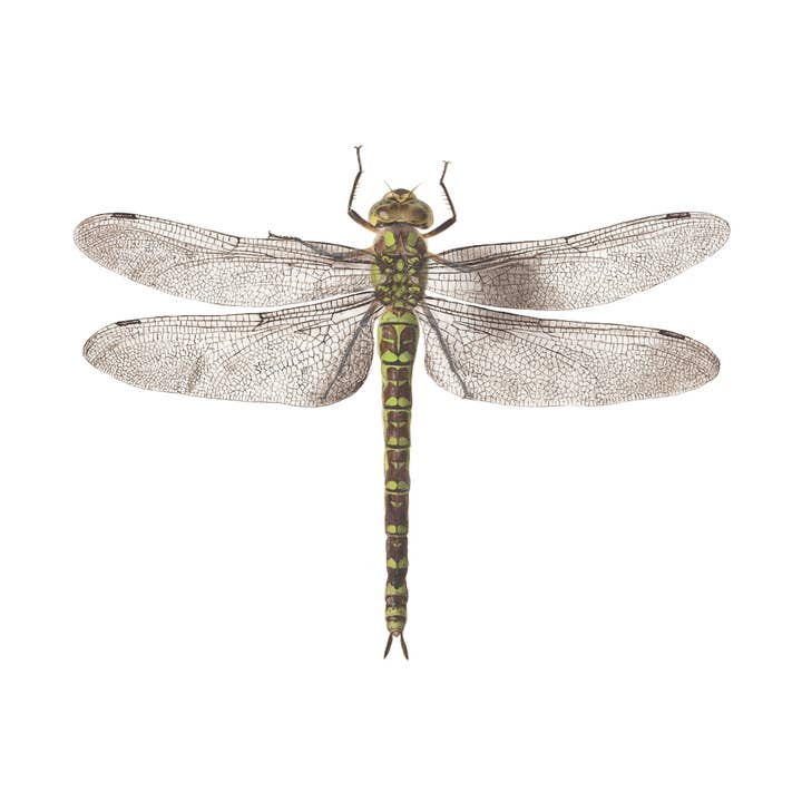 Paire de tatouages Libellule pour la vente par Tattly