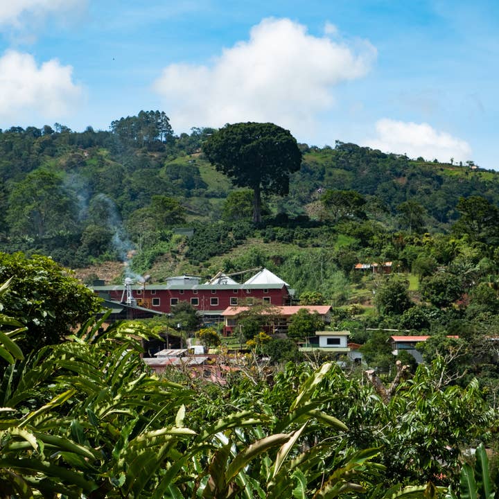 Paso Paso - Farmer Owned Coffee - Wholesale Coffee Beans - Costa Rica - Diego Robelo - Grand Peaberry Washed11