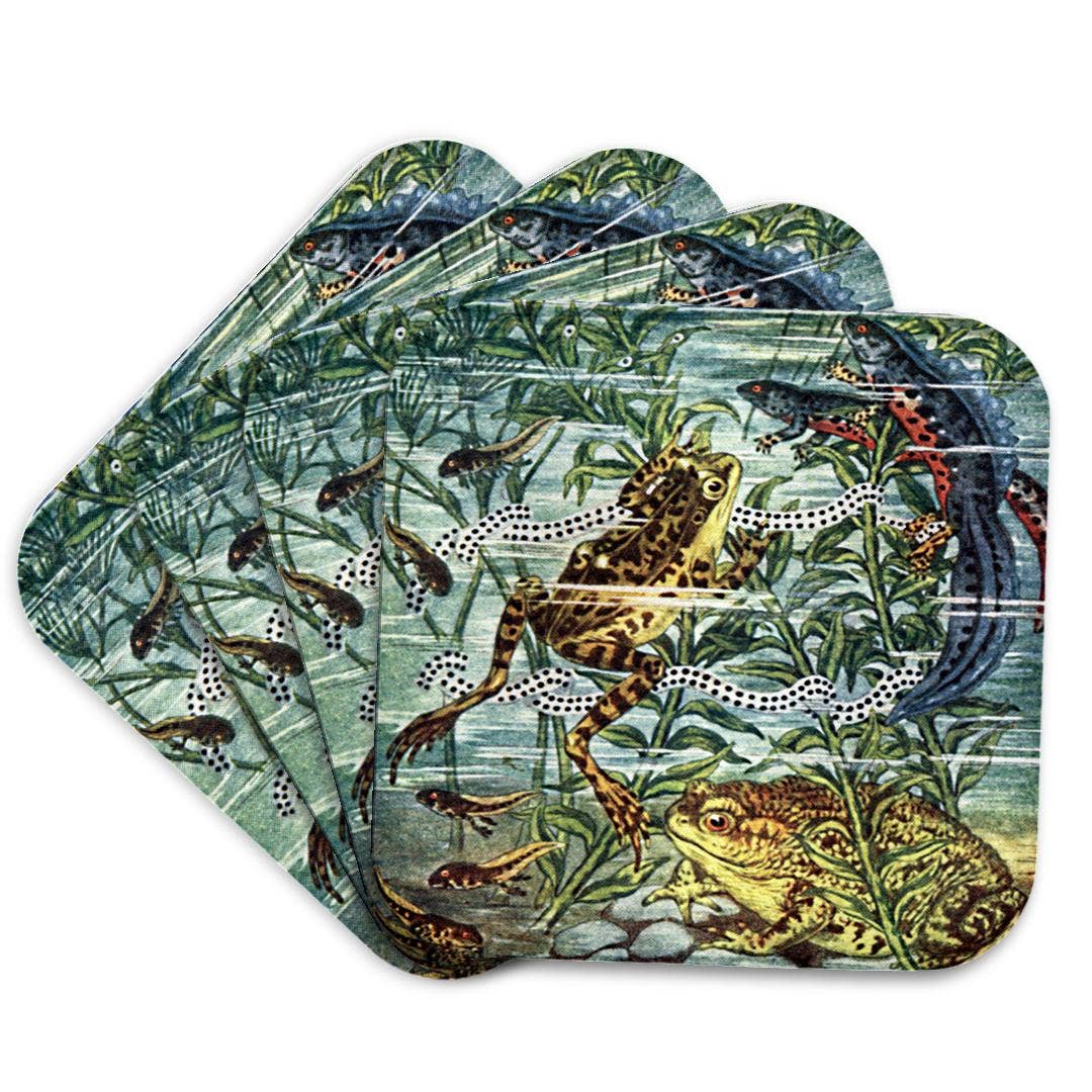 3dRose - Wholesale Onderzetters - 3dRose, Kikker Padden Salamanders en Kikkervisjes Antieke Vintage Zoölogie Illustratie Kunst, Onderzetter7