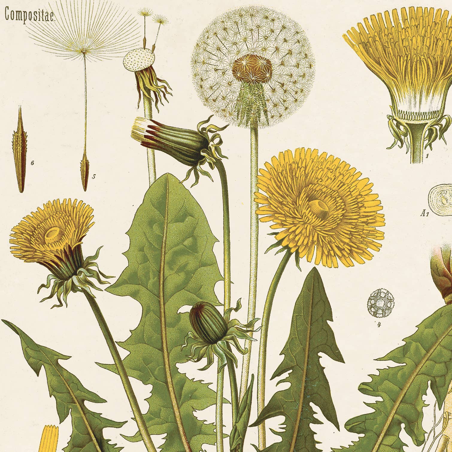 Curious Prints - Wholesale Art Print - Vintage Botanical Dandelion Flower Print w/ optional frame1