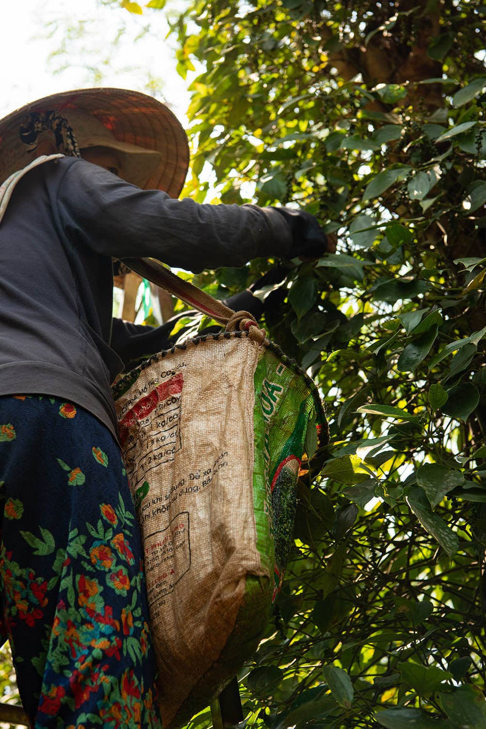 Vân Vân - Wholesale Pepper/Peppercorns - Bazan Pepper - Single-Origin Vietnamese Black Peppercorns6