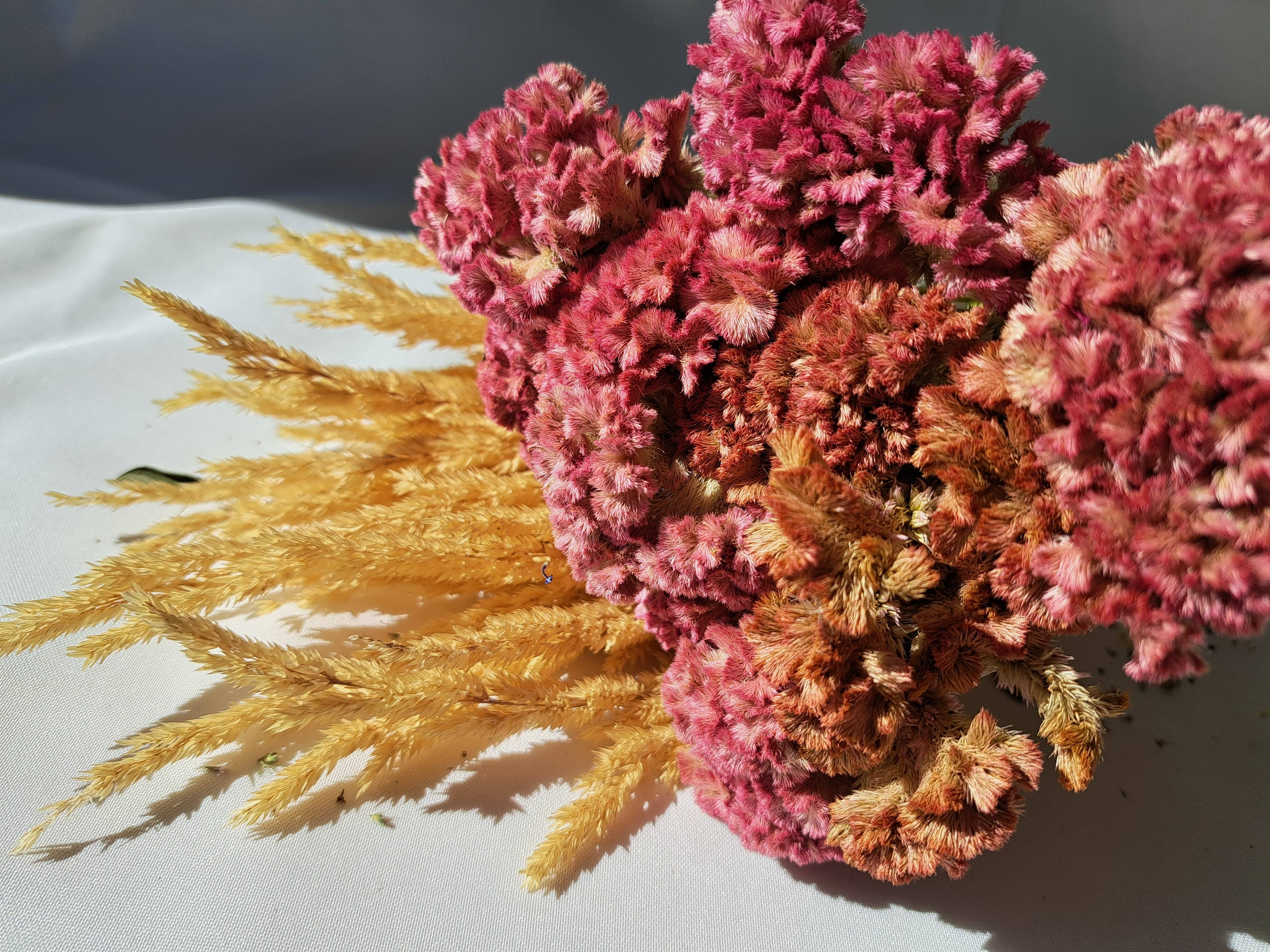 Fence Post Florals - Wholesale Dried/Pressed Flowers - Celosia-Crystal Beauty1